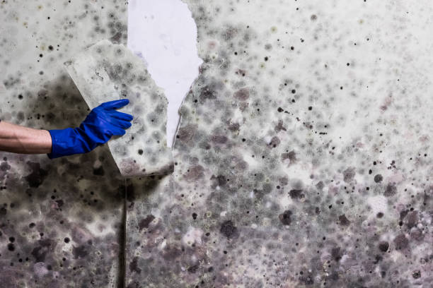 Best White Mold Remediation in Shannon Hills, AR